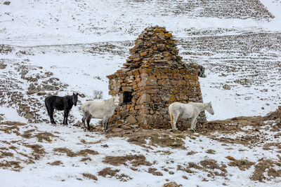 Goats on snow covered field