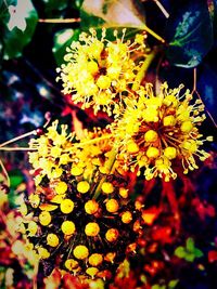 Close-up of yellow flowers