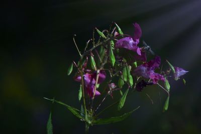 Close-up of purple flowering plant