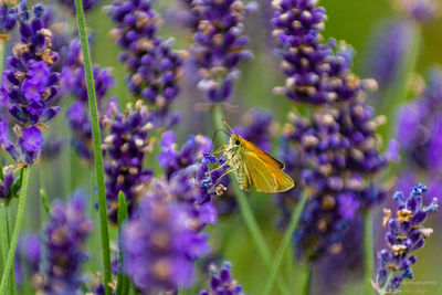 Close-up of butterfly pollinating on purple flower