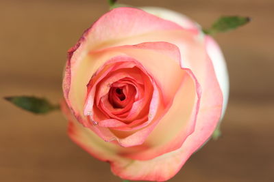 Close-up of pink rose