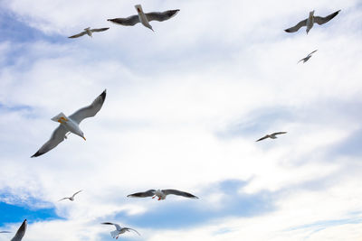 Low angle view of seagulls flying