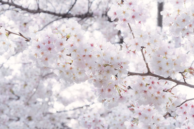 Close-up of cherry blossoms in spring