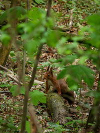 View of squirrel in forest