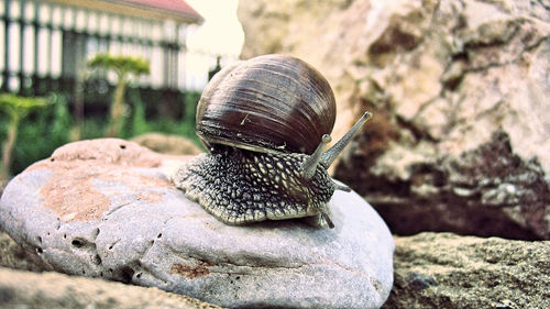 Close-up of snail on rock