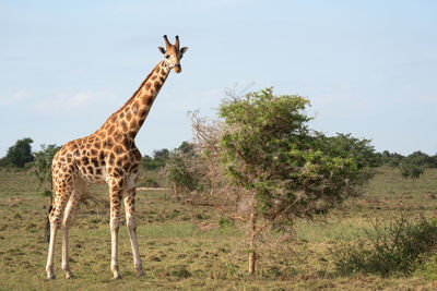 Baringo giraffe,giraffa camelopardalis, murchison falls national park, uganda