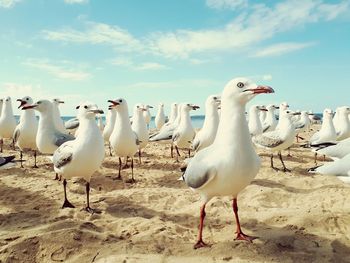 Seagulls on beach against sky