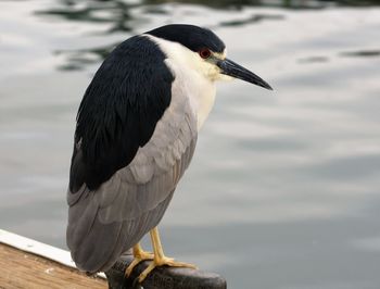 Close-up of seagull perching on railing