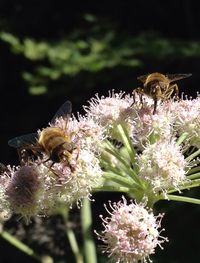 Close-up of insect on flower