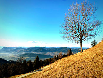 Scenic view of trees on field against sky