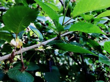 Close-up of fruit growing on tree