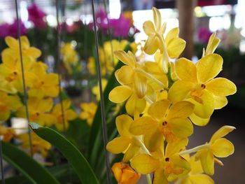 Close-up of yellow flowering plants in park