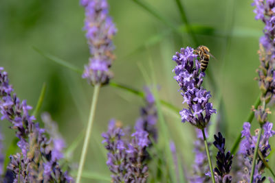 Close-up of insect on purple flowering plant