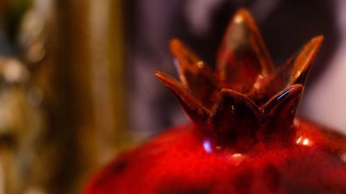 Close-up of red flower