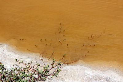 High angle view of trees on desert