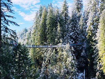 Pine trees in forest during winter