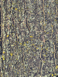 Full frame shot of lichen on tree trunk