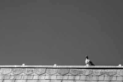 Low angle view of bird perching on railing against clear sky