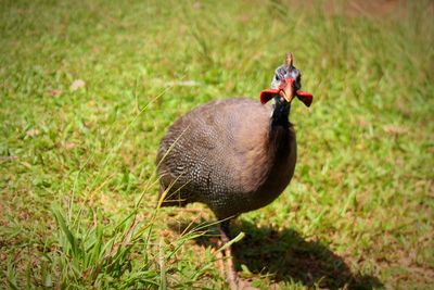 Bird in a field