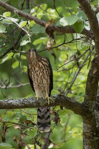 Low angle view of eagle perching on tree