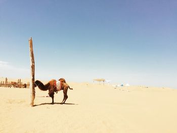 Dog on sand at desert against clear blue sky