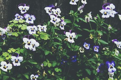 Close-up of white flowers blooming outdoors