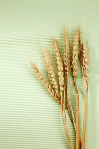 Directly above shot of wheat on table