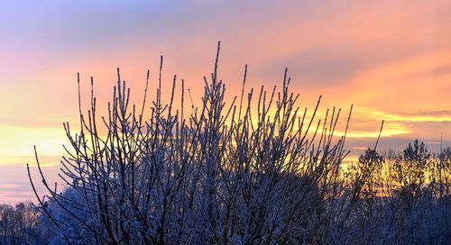 Close-up of plants against sky during sunset