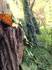 Close-up of tree trunk in forest