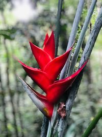 Close-up of red cactus