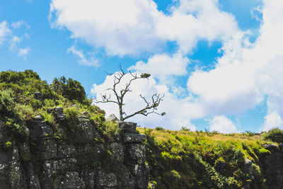 Low angle view of trees on field against sky
