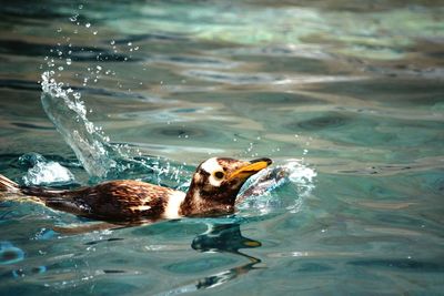 Close-up of duck swimming in lake