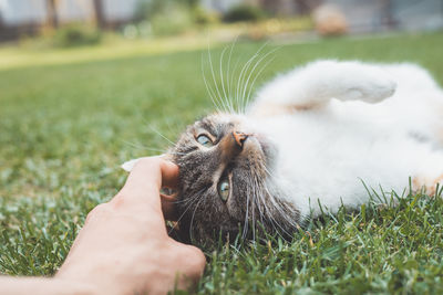 Cropped hand of woman holding cat