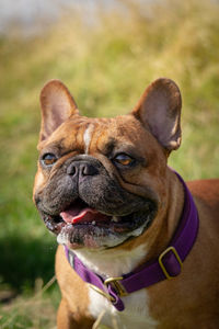 Close-up portrait of a dog