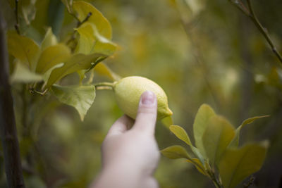 Close-up of hand on plant