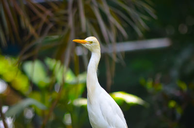 Close-up of a bird