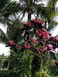 Low angle view of palm tree
