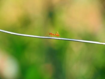 Close-up of insect on leaf