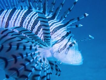 Fish swimming in sea