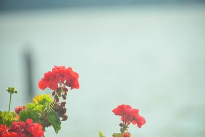 Close-up of red flowering plant against sky