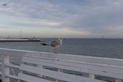 Seagull on the railing of the pier