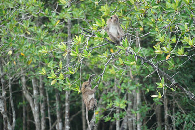 Squirrel on tree