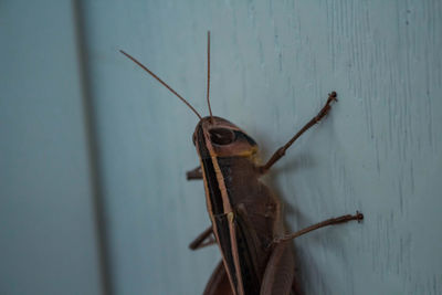 Close-up of insect on wall