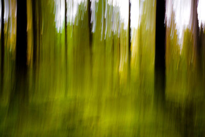 Full frame shot of plants
