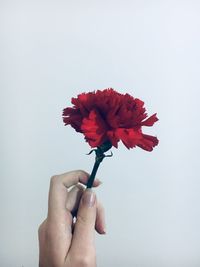 Close-up of hand holding red rose against white background