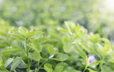 Close-up of fresh green leaves