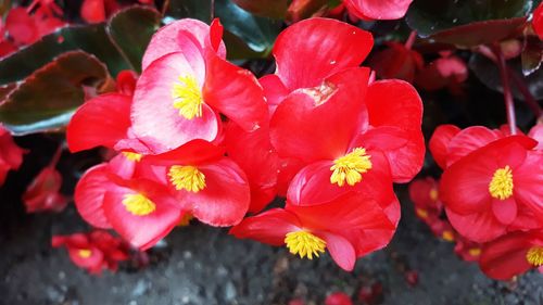 Close-up of raindrops on red flowering plant