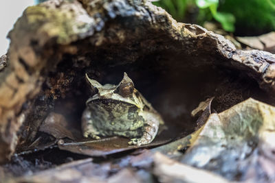 Close-up of tree trunk