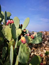 Close-up of prickly pear cactus against sky