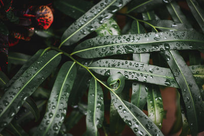 Full frame shot of raindrops on leaves